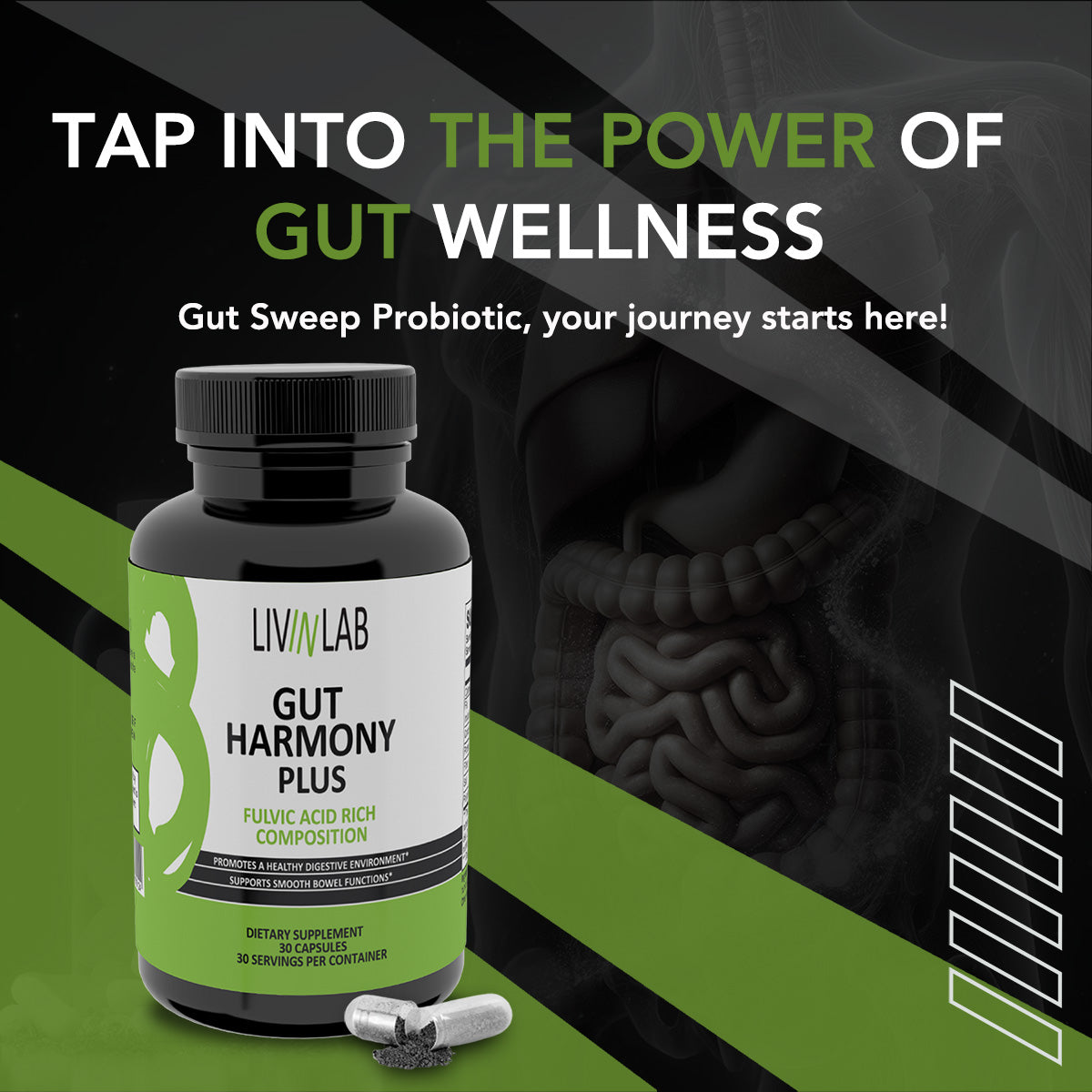 Supports Gut Health: They promote a healthy digestive environment by balancing gut flora and improving digestion.
